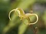 Epimedium rhizomatosum